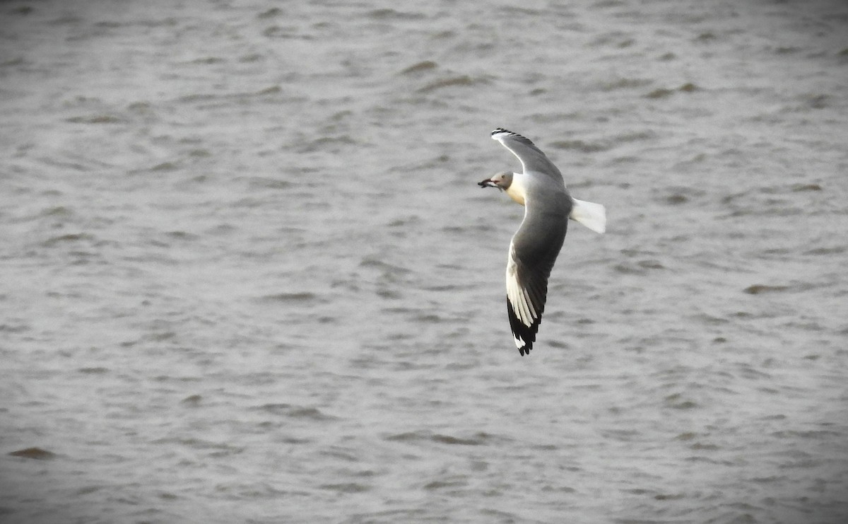 Gray-hooded Gull - ML620412035