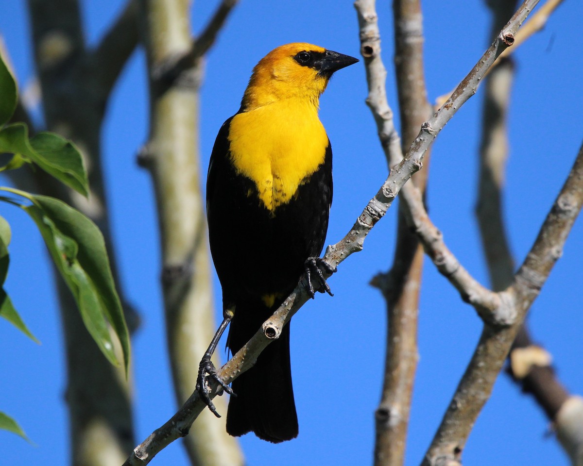 Yellow-headed Blackbird - ML620412037