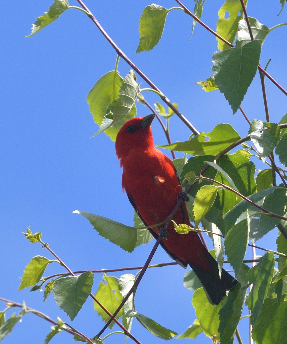 Scarlet Tanager - ML620412039