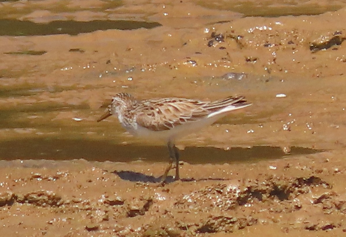 Semipalmated Sandpiper - ML620412041