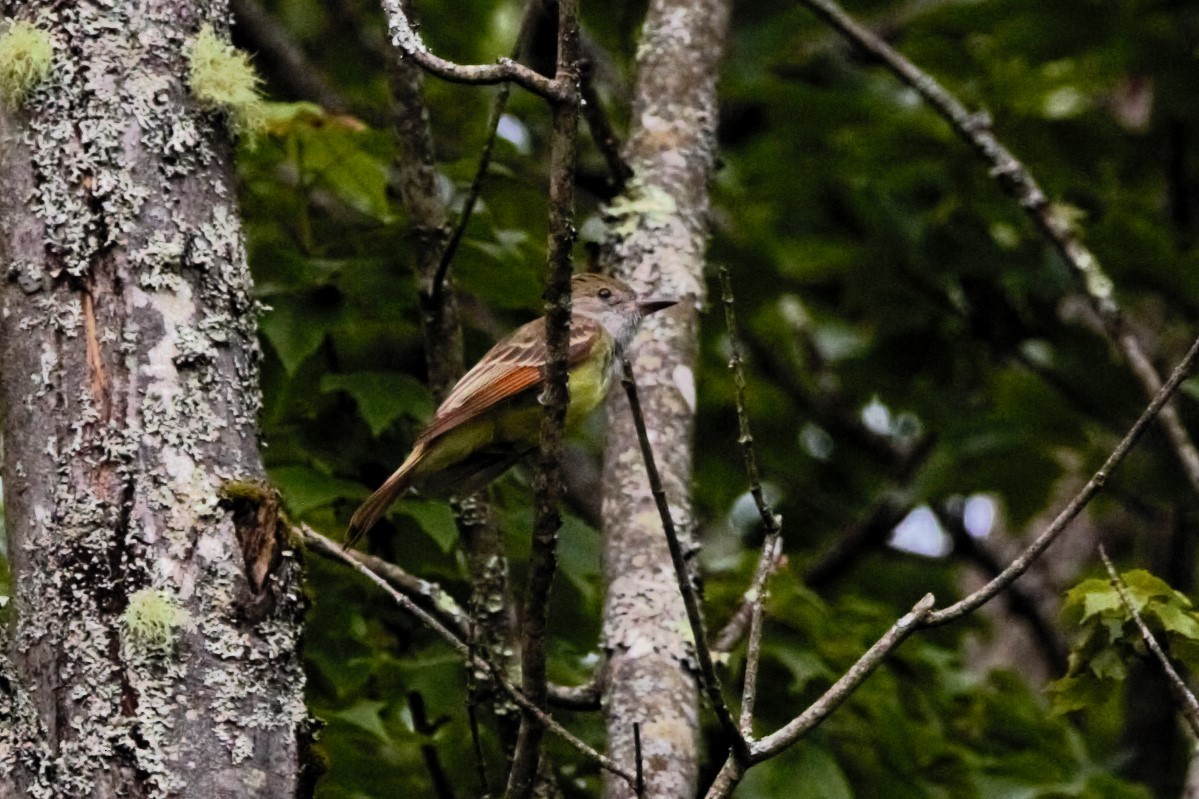 Great Crested Flycatcher - ML620412043