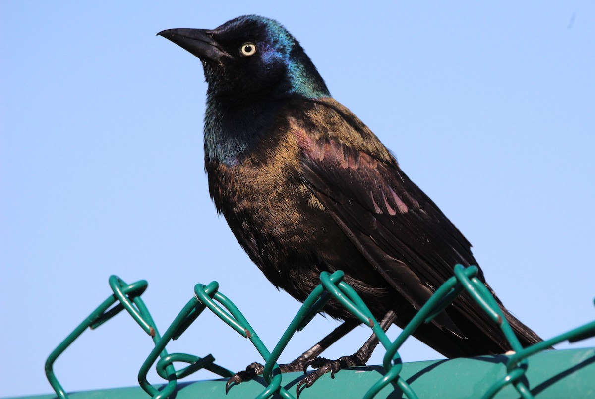 Common Grackle - ML620412044