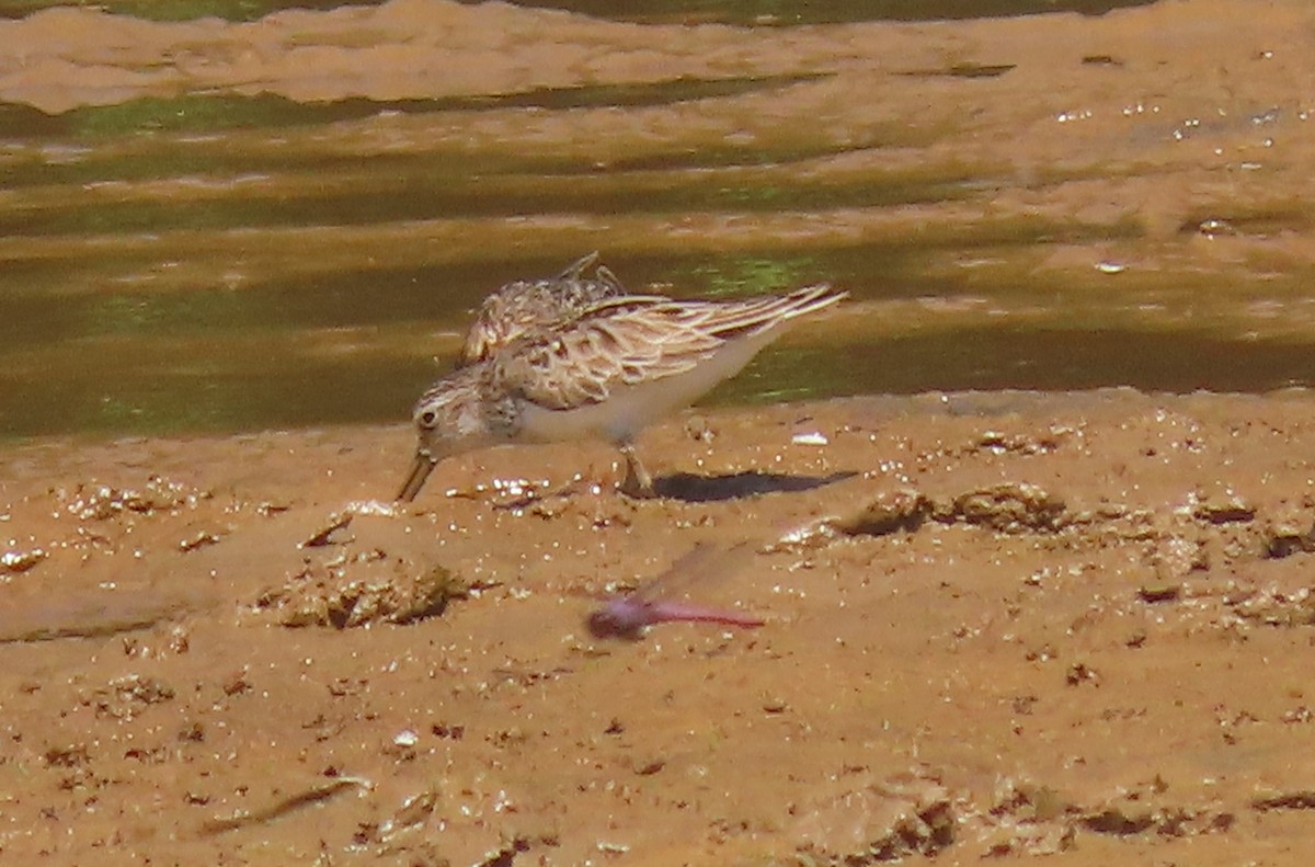 Semipalmated Sandpiper - ML620412046