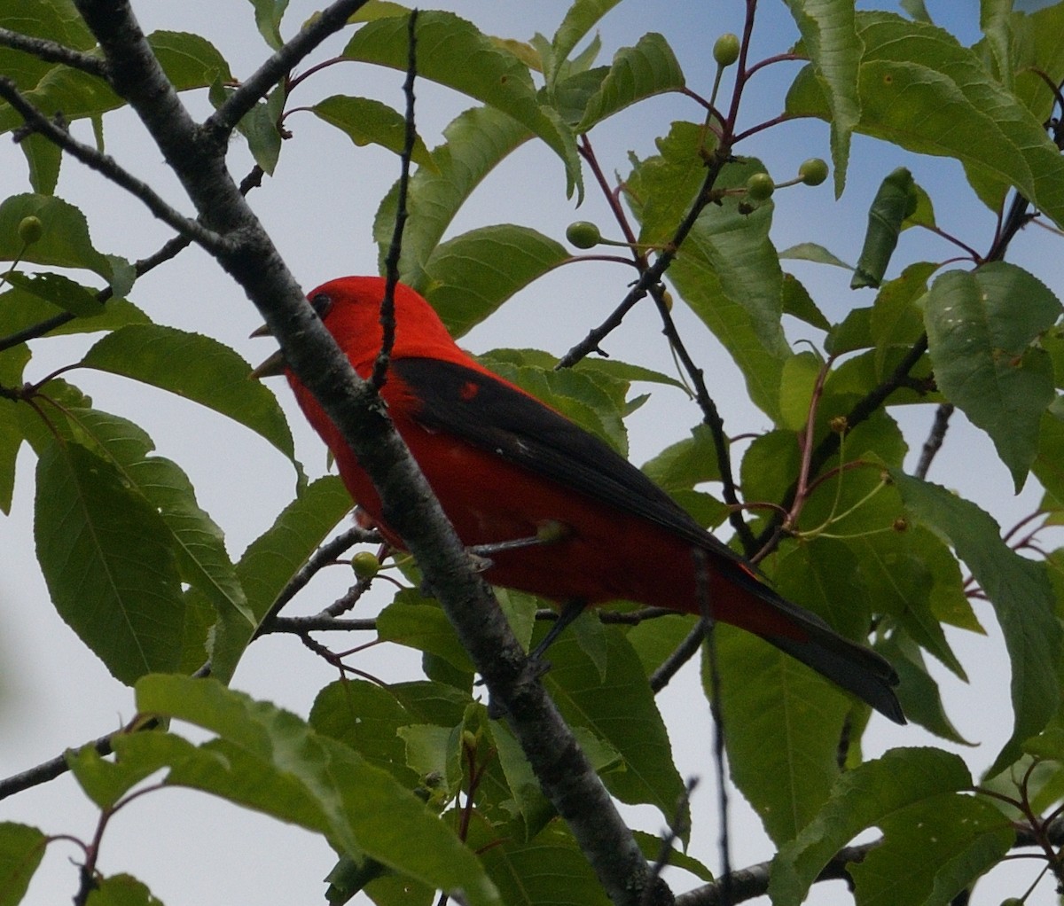 Scarlet Tanager - ML620412047