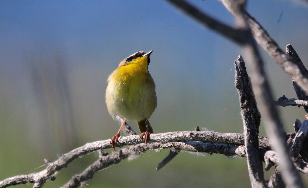 Common Yellowthroat - ML620412049