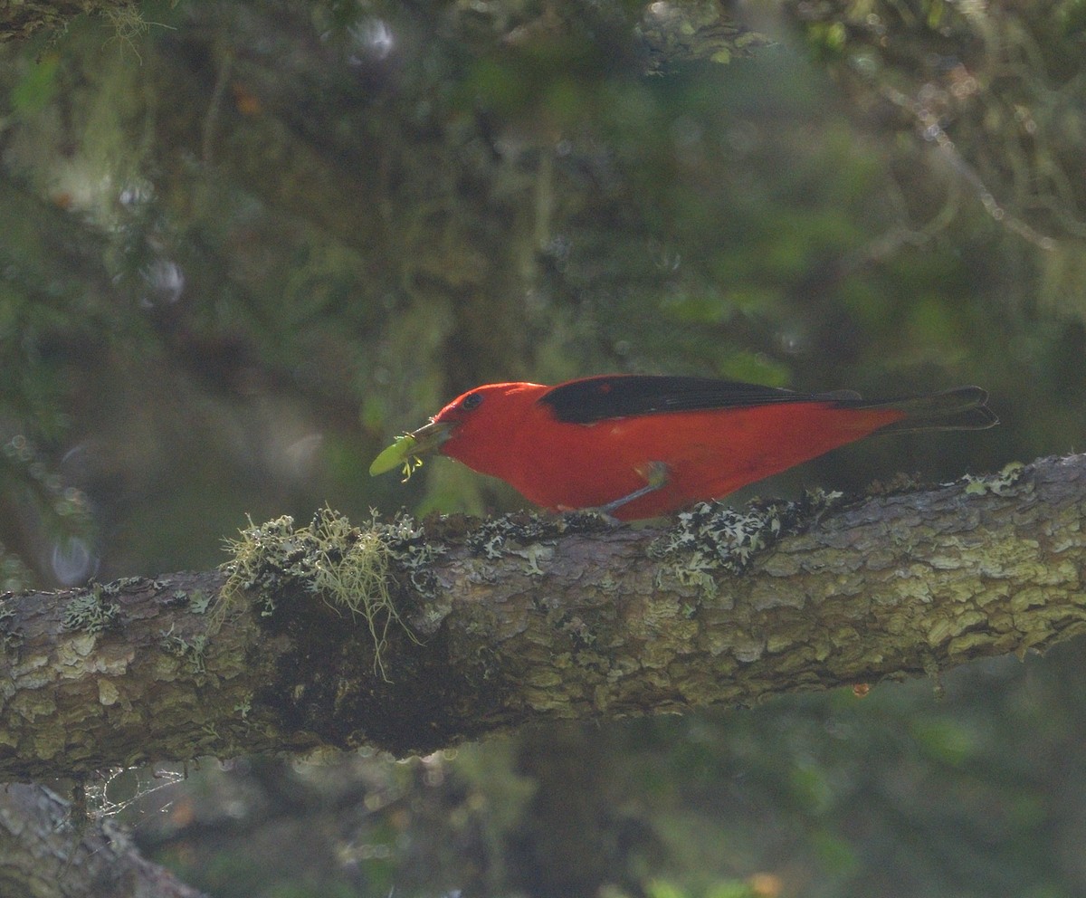 Scarlet Tanager - ML620412053