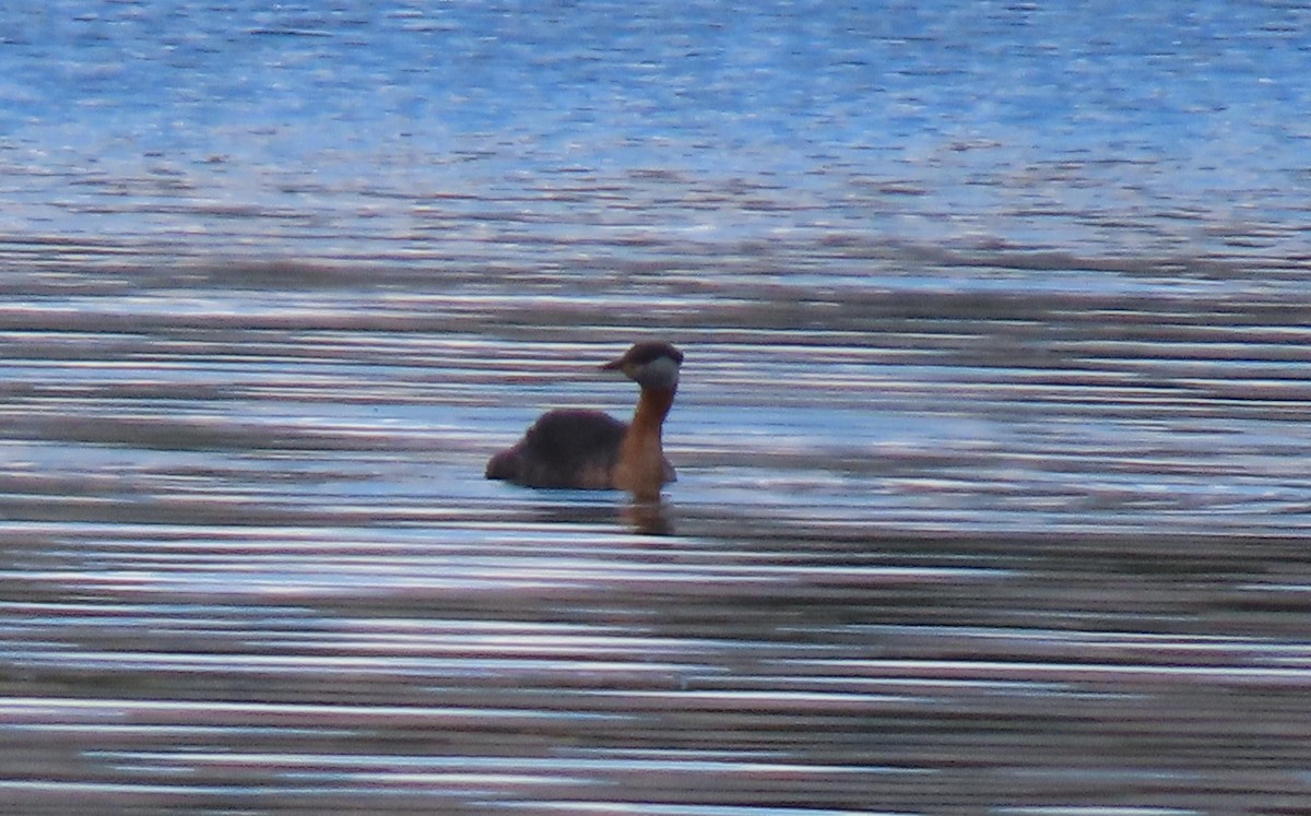Red-necked Grebe - ML620412057