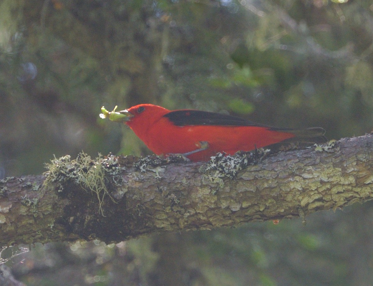 Scarlet Tanager - ML620412058