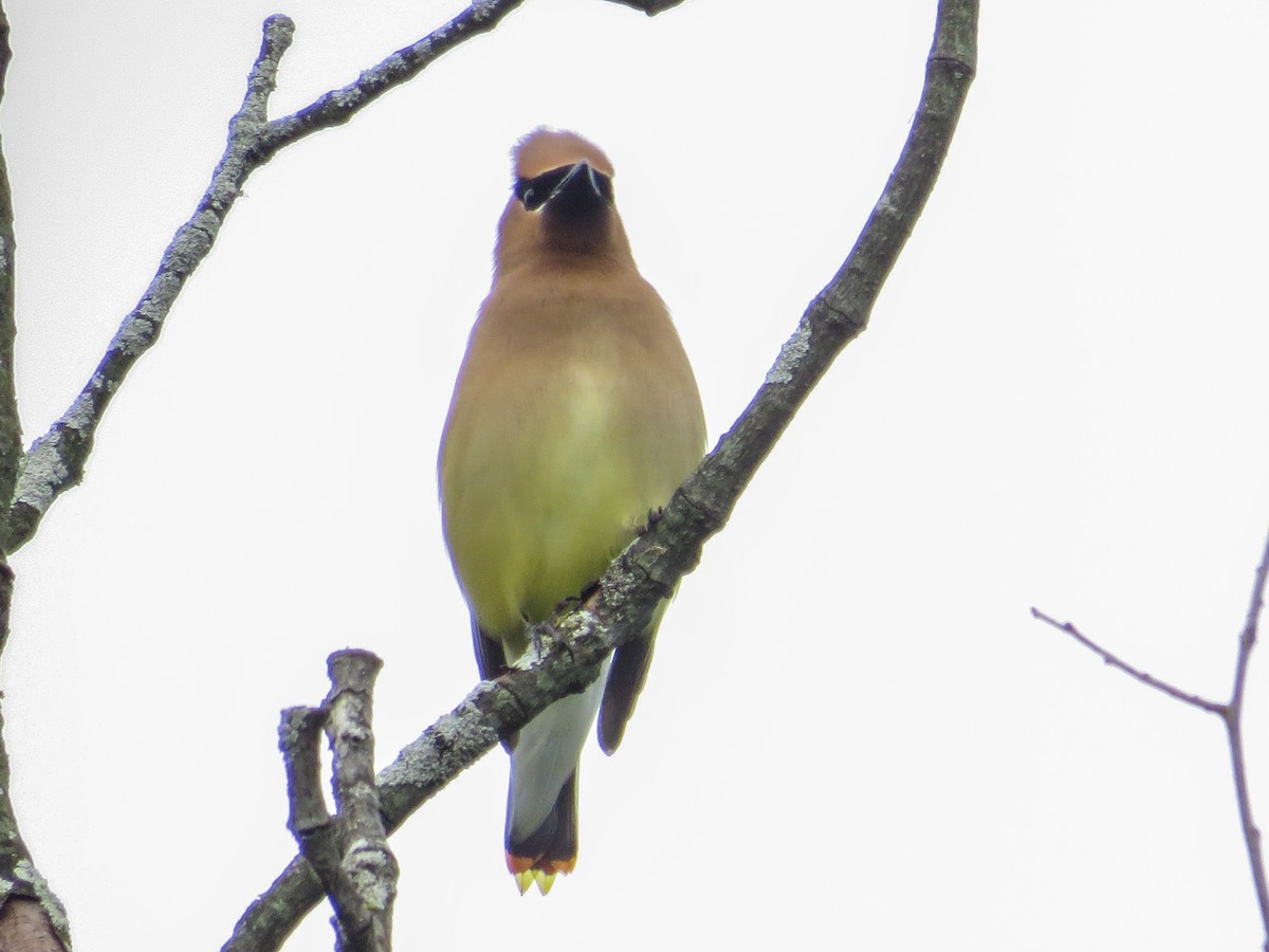 Cedar Waxwing - ML620412060