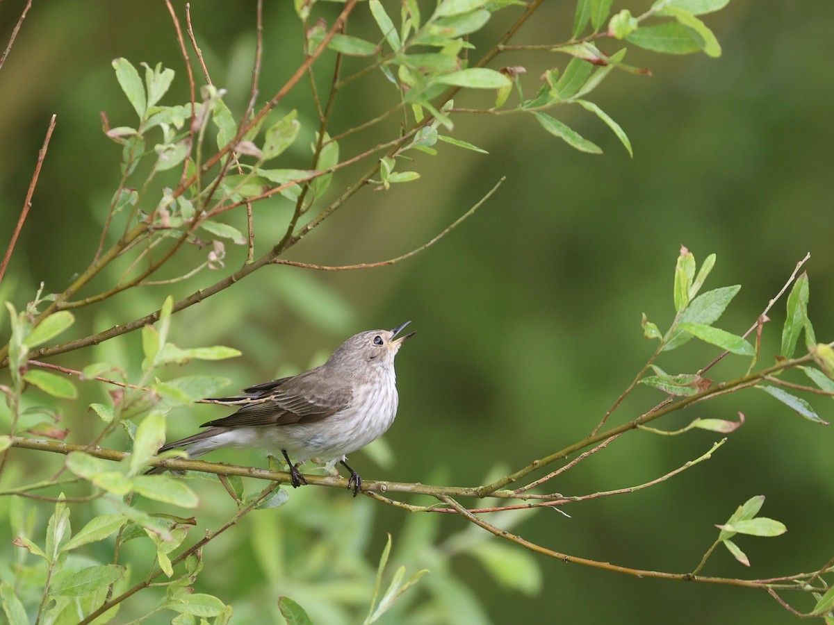 Spotted Flycatcher - ML620412064