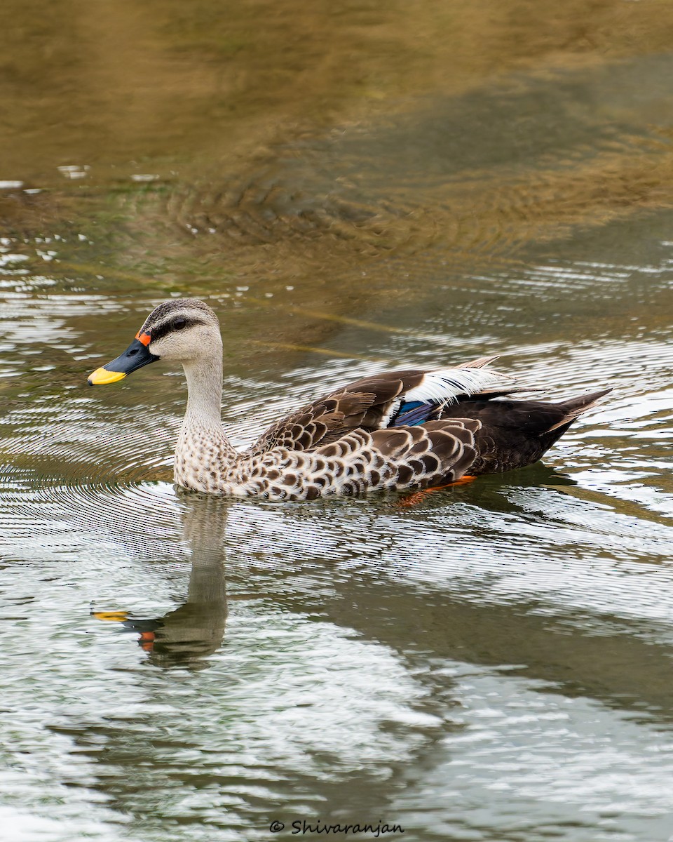 Indian Spot-billed Duck - ML620412070