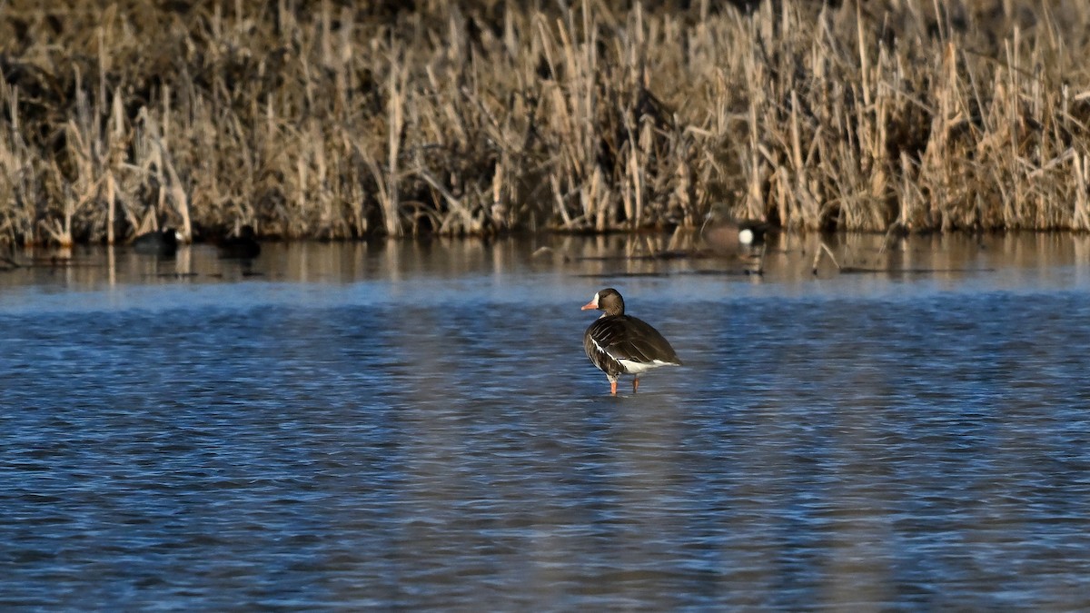 Greater White-fronted Goose - ML620412076