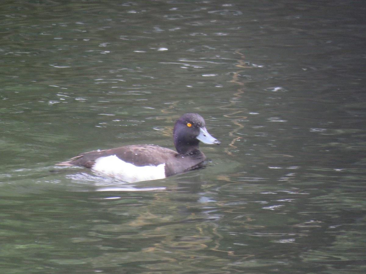 Tufted Duck - ML620412104
