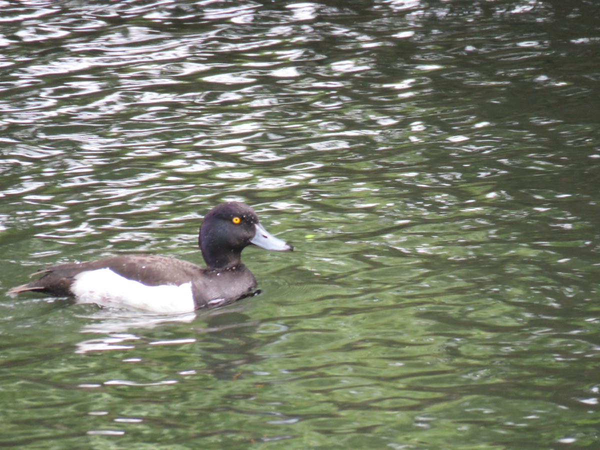 Tufted Duck - ML620412105