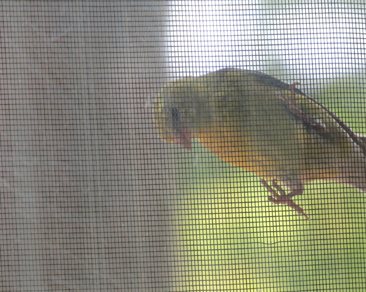 American Goldfinch - ML620412108