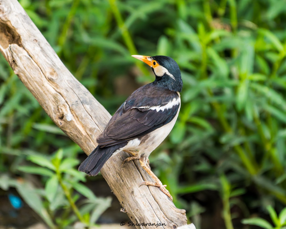 Indian Pied Starling - ML620412111