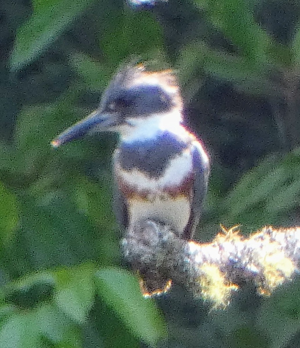 Belted Kingfisher - ML620412112