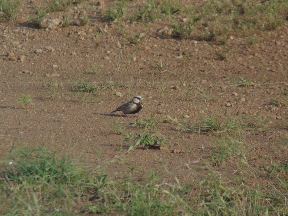 Ashy-crowned Sparrow-Lark - ML620412114