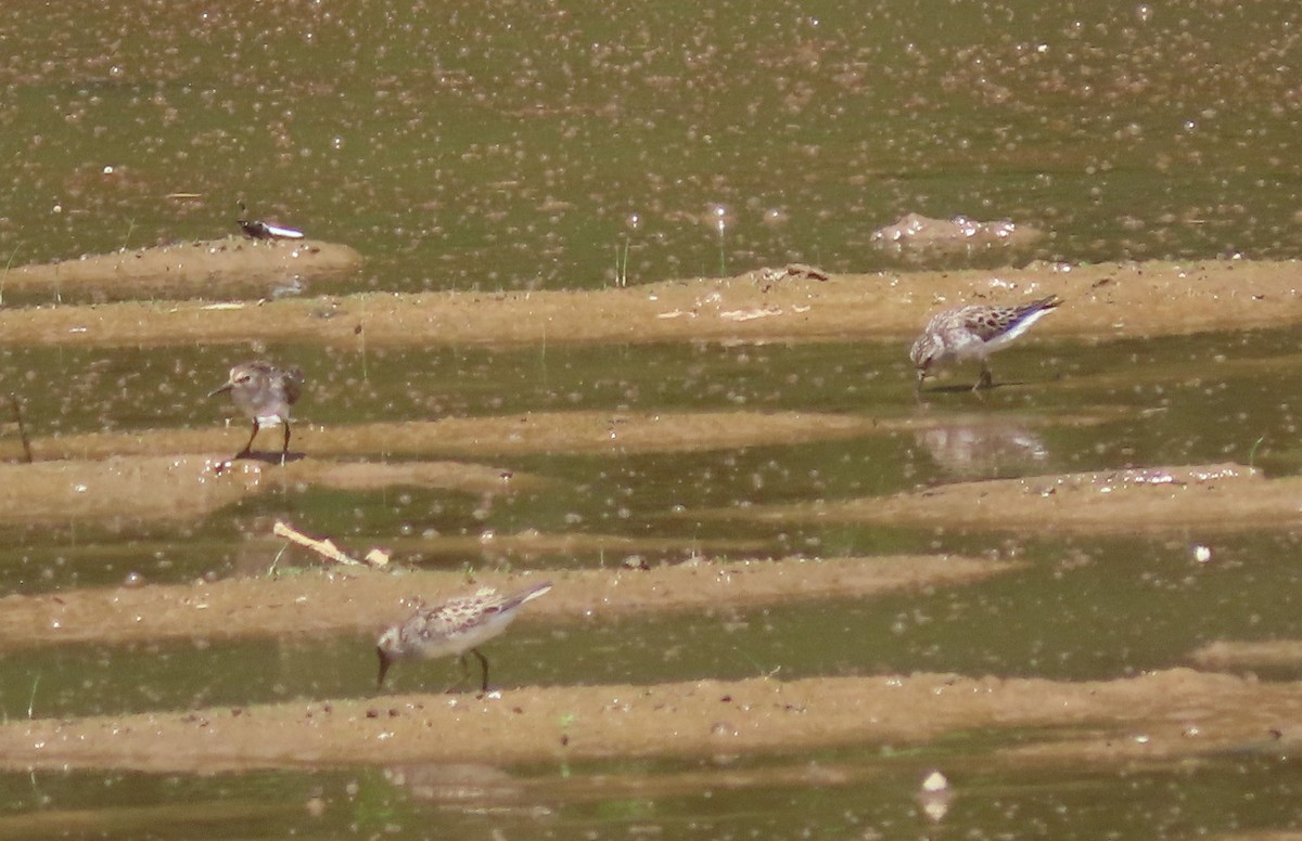 Semipalmated Sandpiper - ML620412115