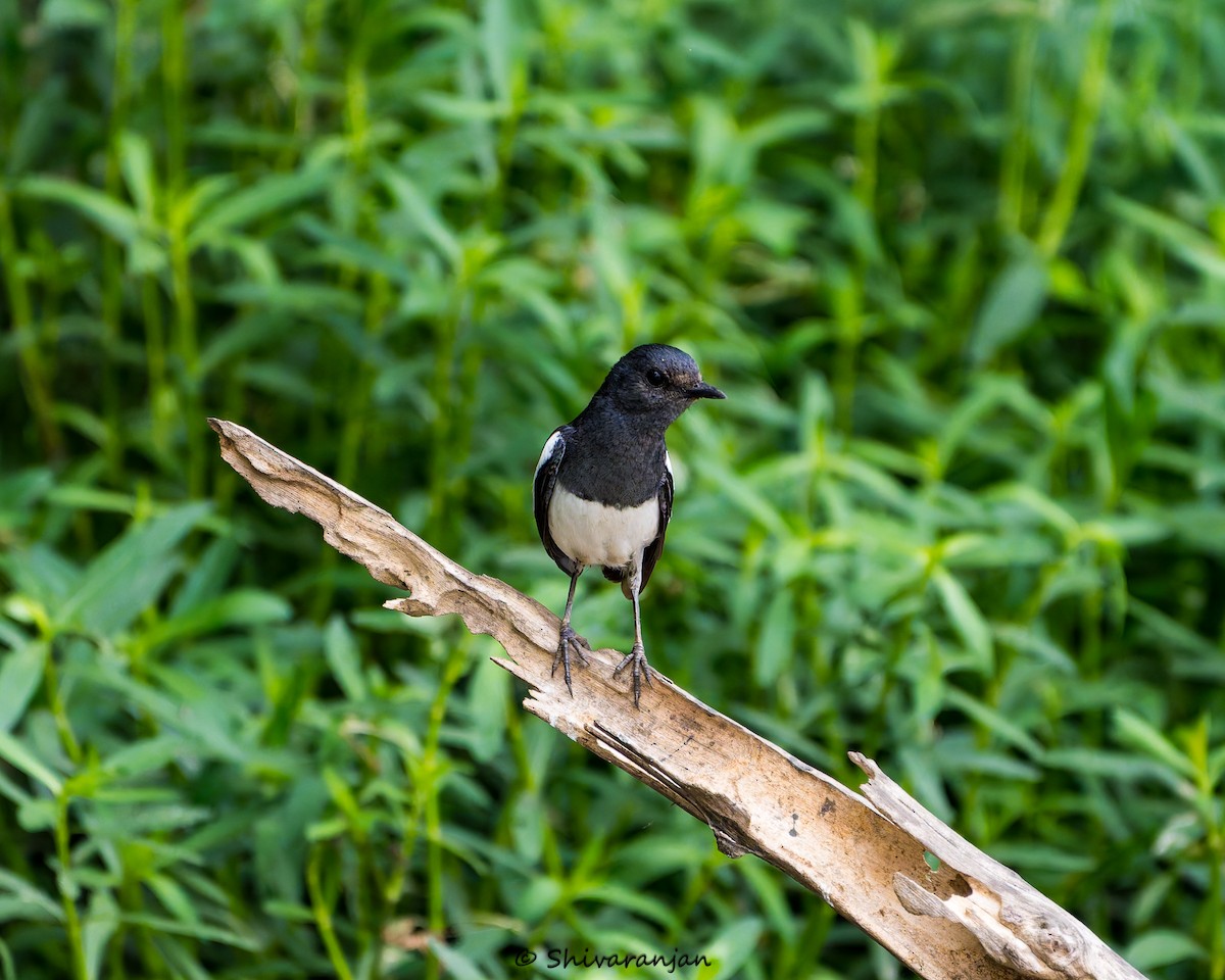 Oriental Magpie-Robin - ML620412117