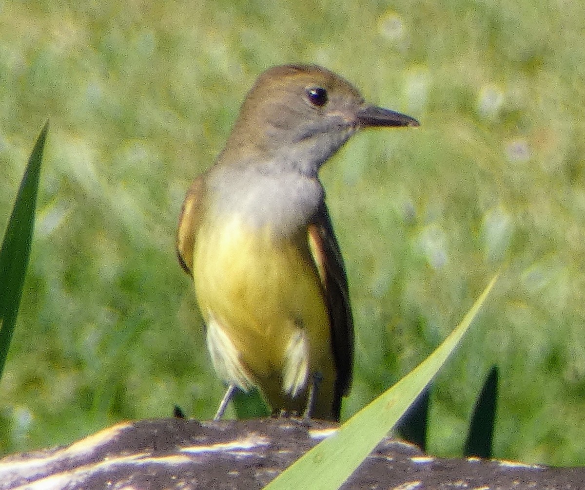 Great Crested Flycatcher - ML620412124