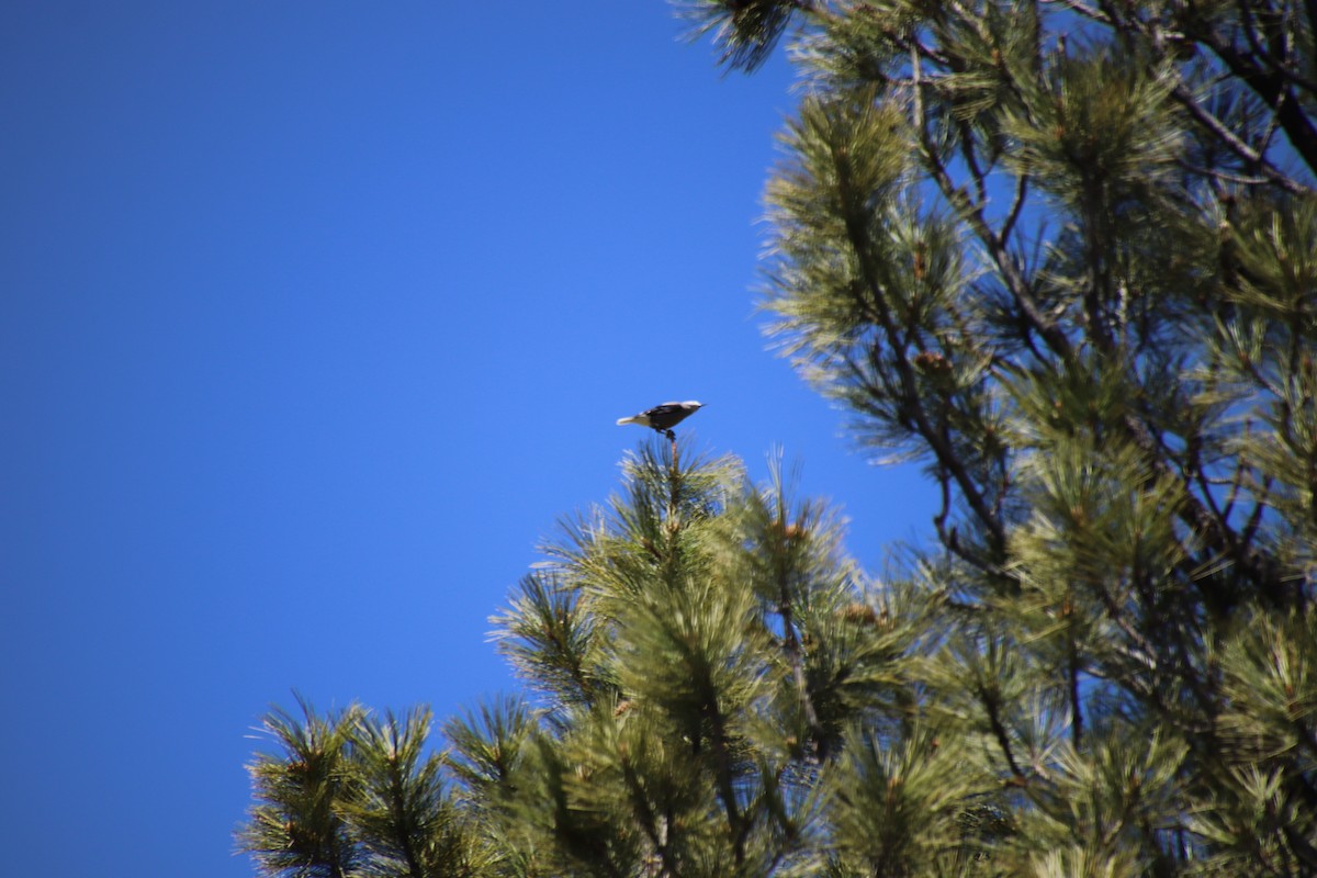 Clark's Nutcracker - ML620412139