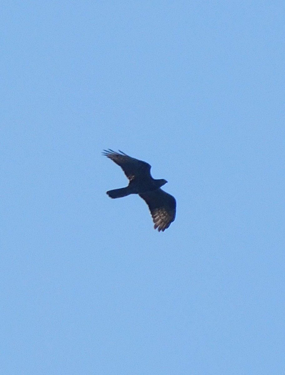 European Honey-buzzard - ML620412151