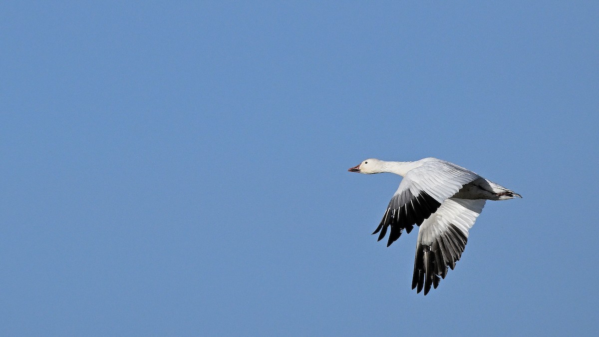 Snow Goose - ML620412154