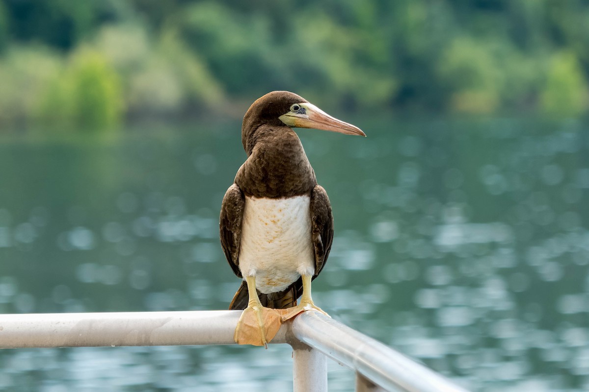 Brown Booby - ML620412155