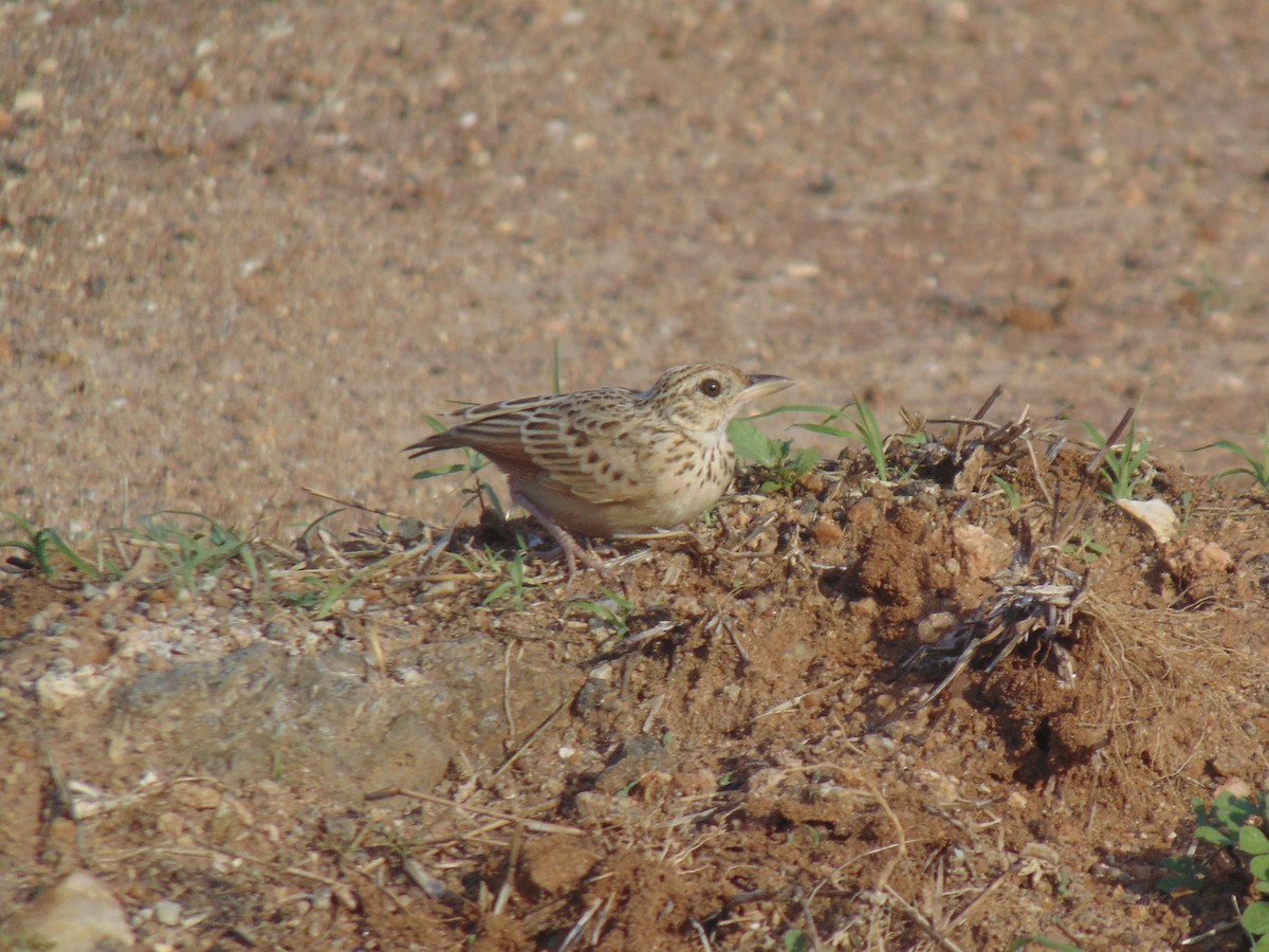 Jerdon's Bushlark - ML620412157