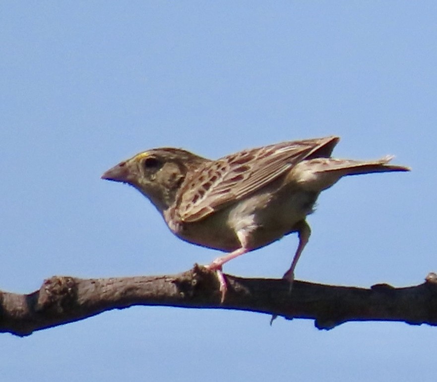 Grasshopper Sparrow - ML620412158