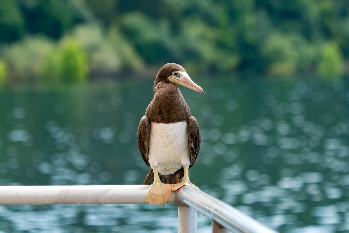 Brown Booby - ML620412159