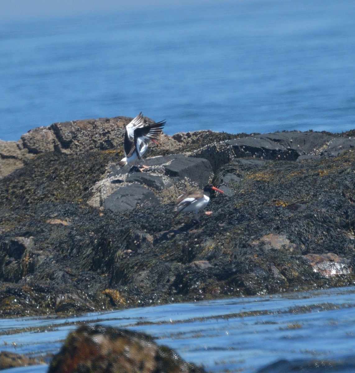 American Oystercatcher - ML620412166