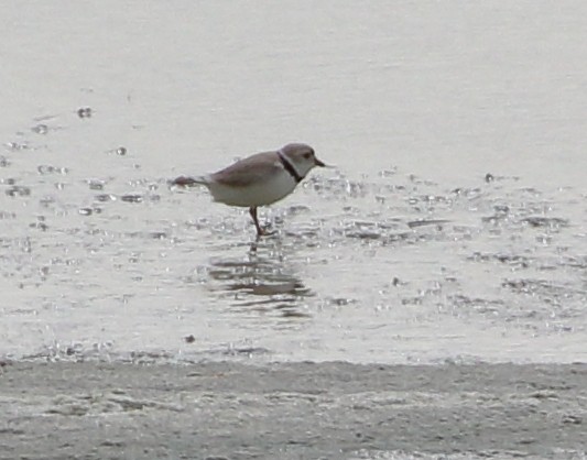 Piping Plover - ML620412167