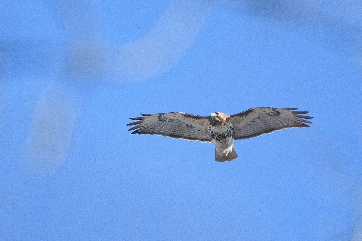 Red-tailed Hawk - ML620412170
