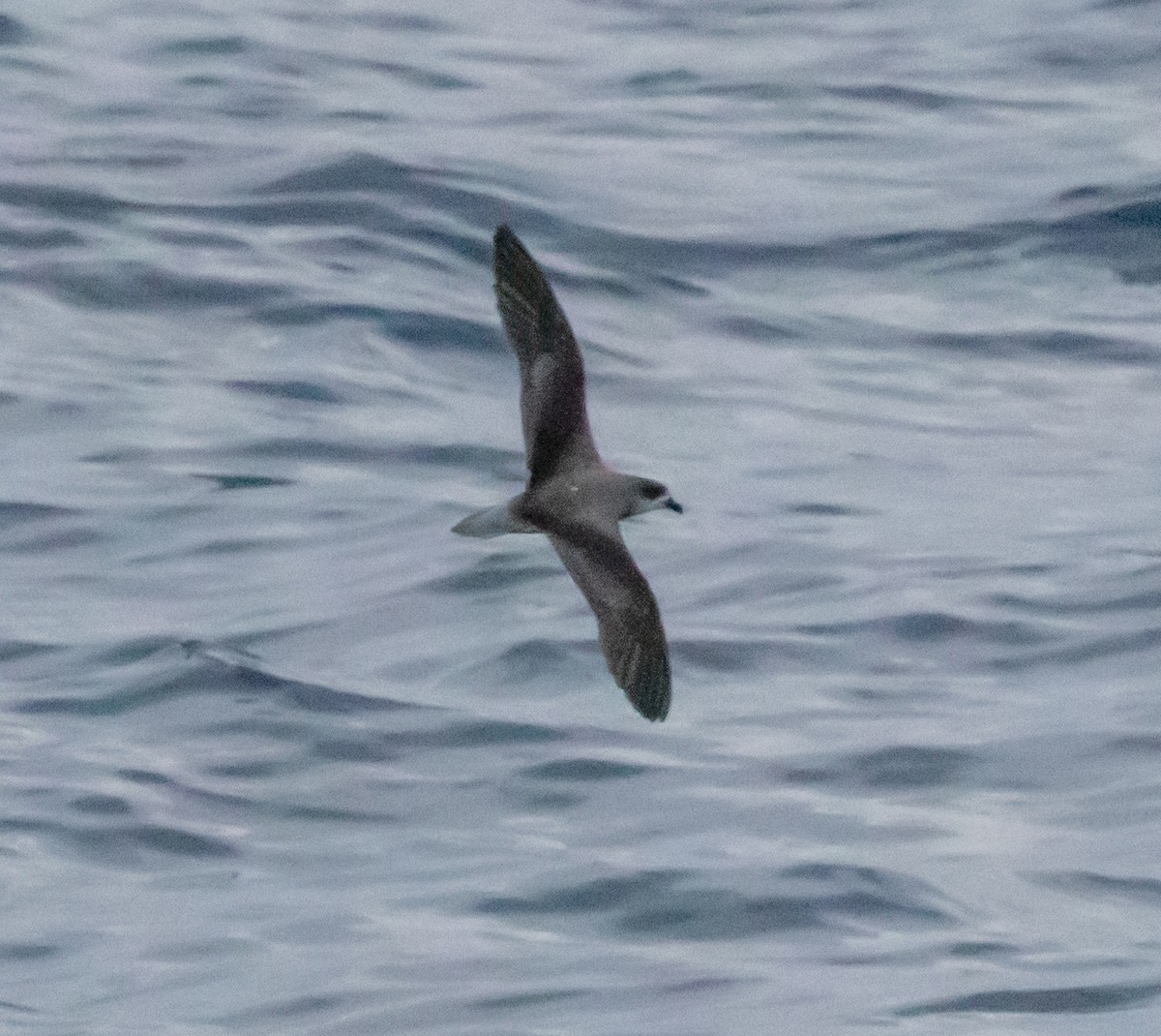 Fea's Petrel - ML620412174