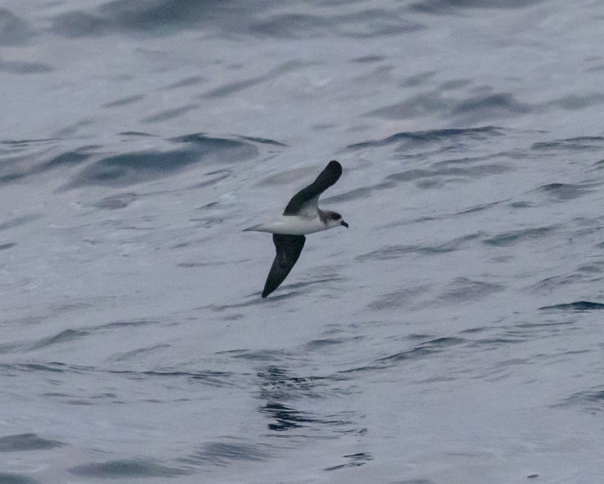 Fea's Petrel - ML620412175