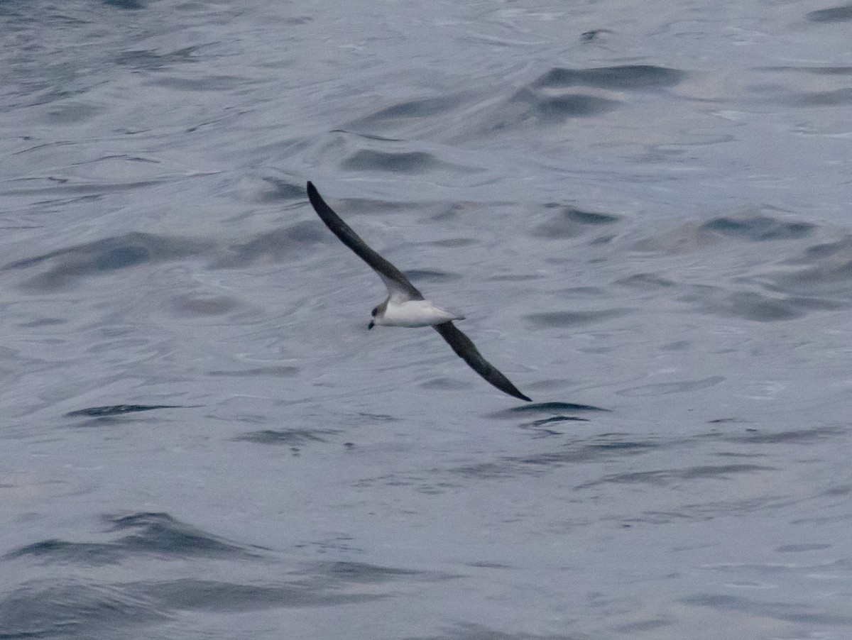 Fea's Petrel - ML620412176