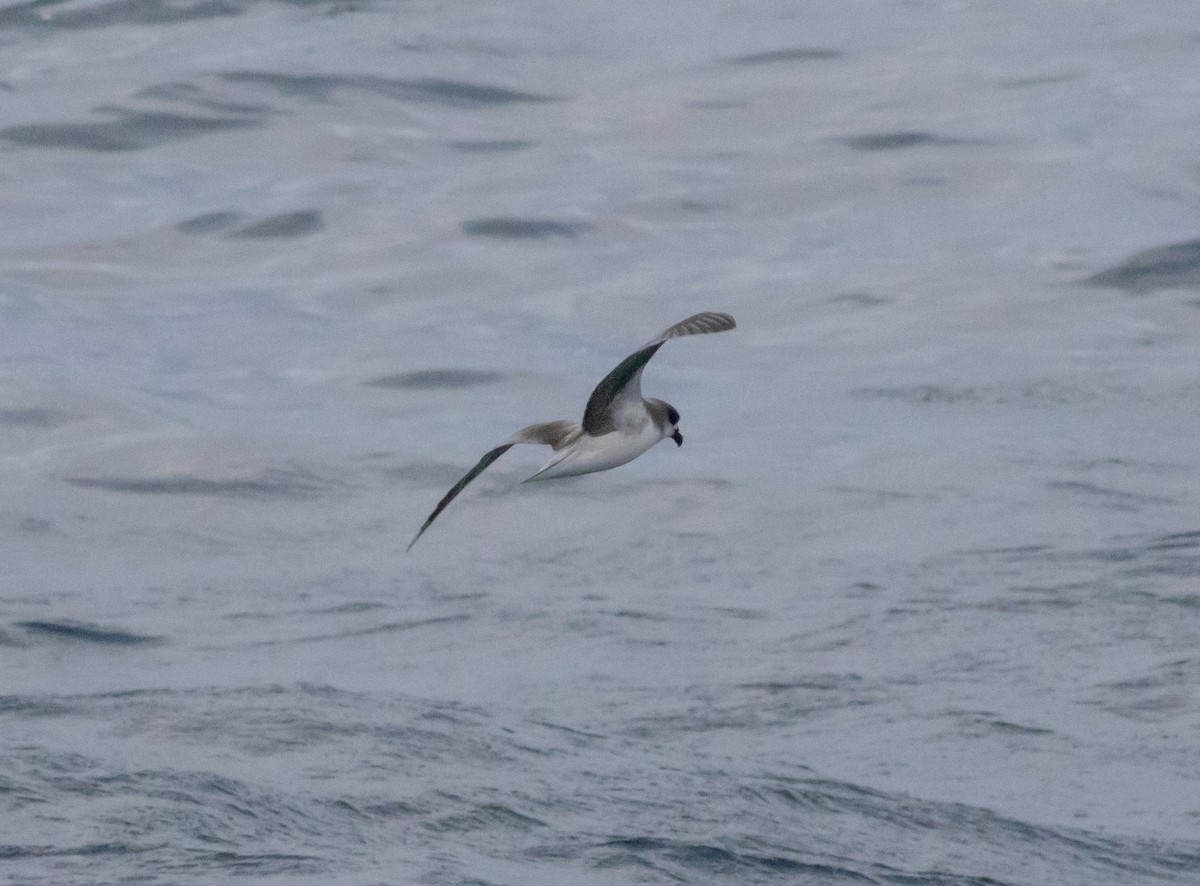 Fea's Petrel - ML620412177