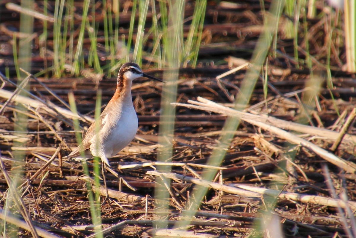 Wilson's Phalarope - ML620412183