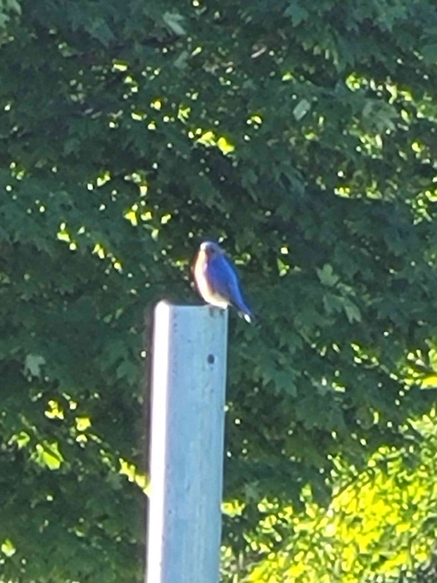 Eastern Bluebird - ML620412184