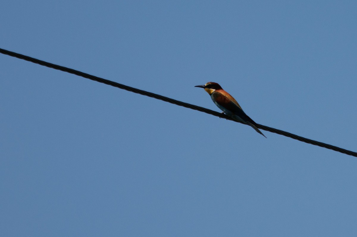 European Bee-eater - ML620412185