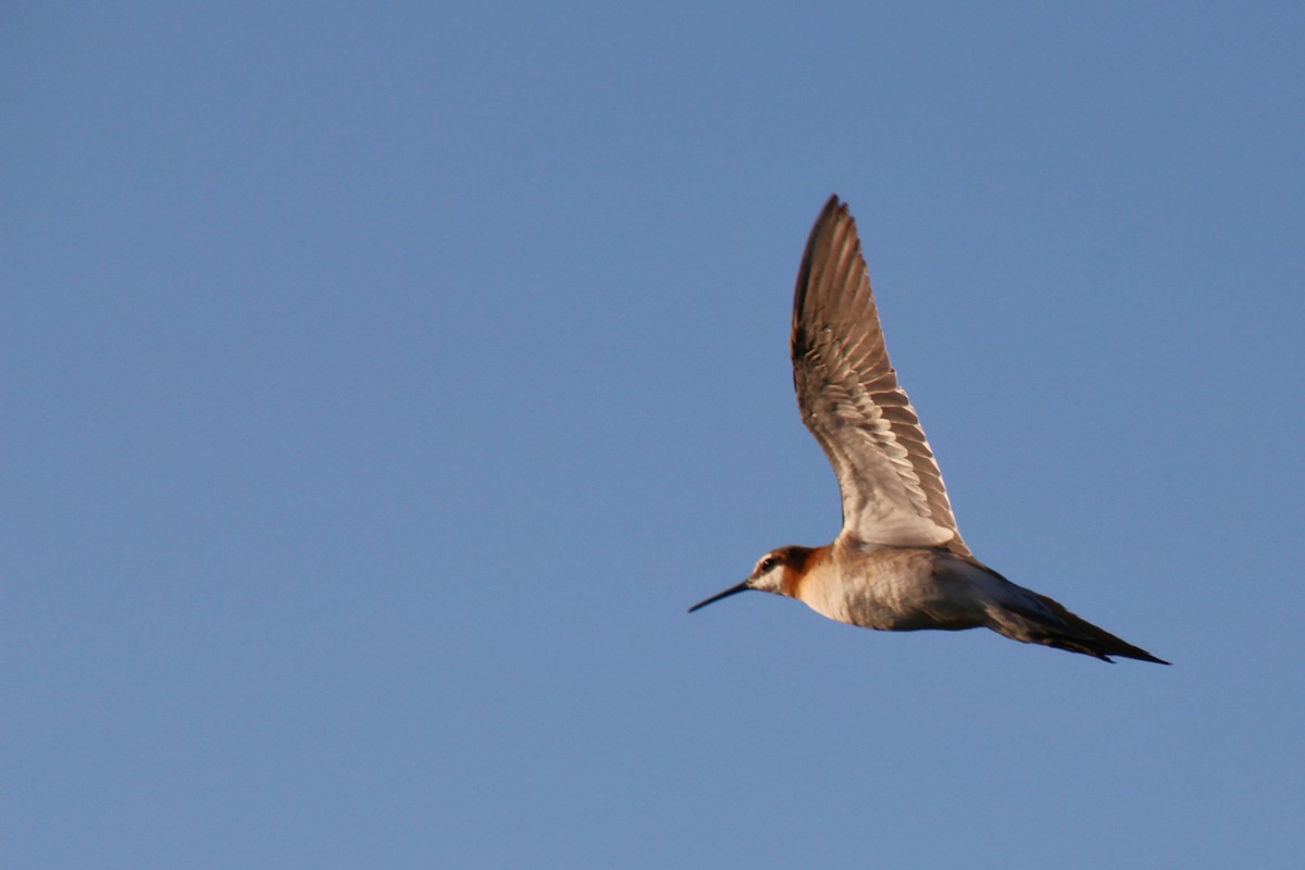 Wilson's Phalarope - ML620412197