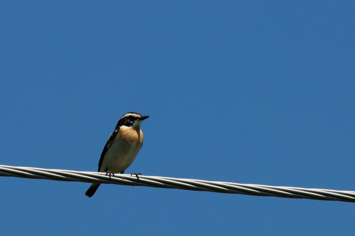 Whinchat - ML620412216
