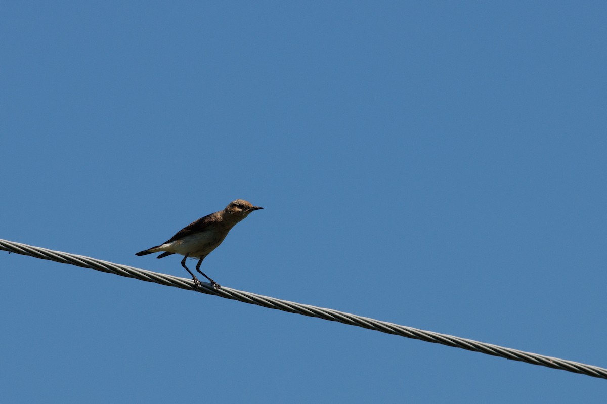 Northern Wheatear - ML620412219