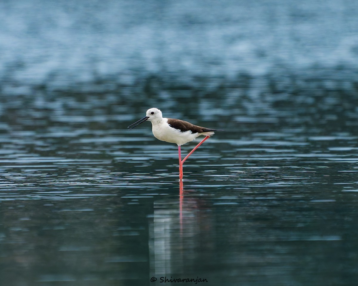 Black-winged Stilt - ML620412223