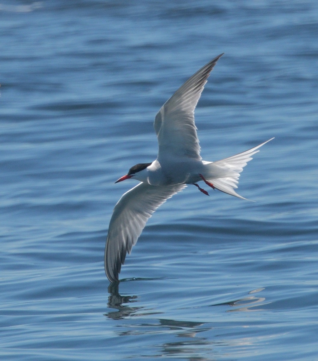 Common Tern - ML620412224