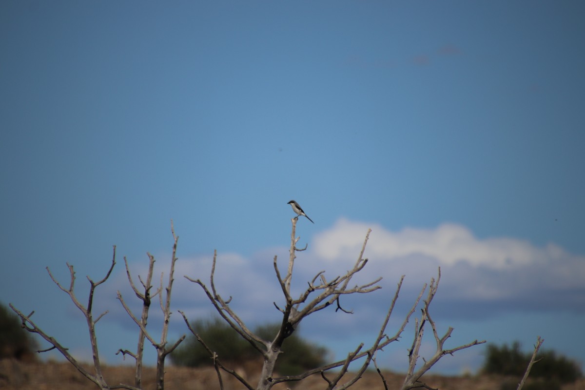 Loggerhead Shrike - ML620412227