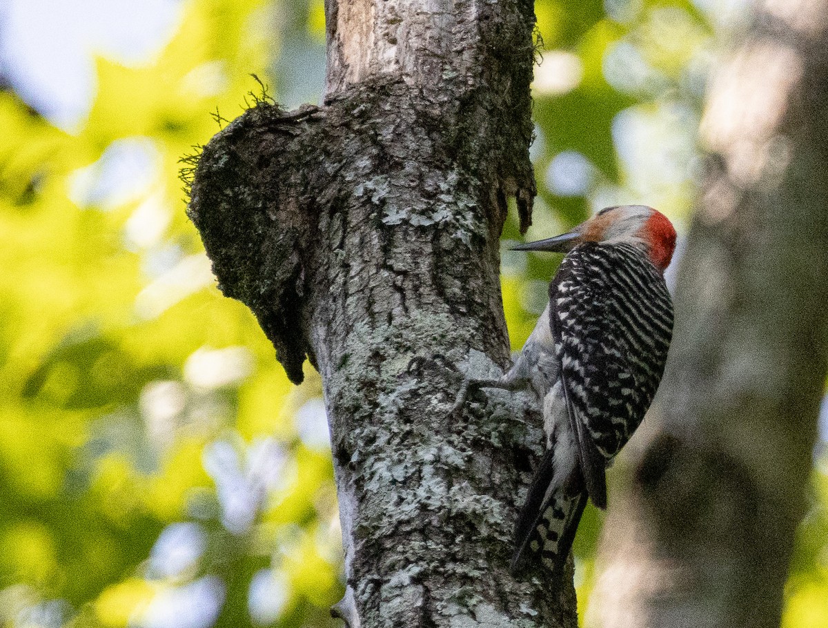 Red-bellied Woodpecker - ML620412248