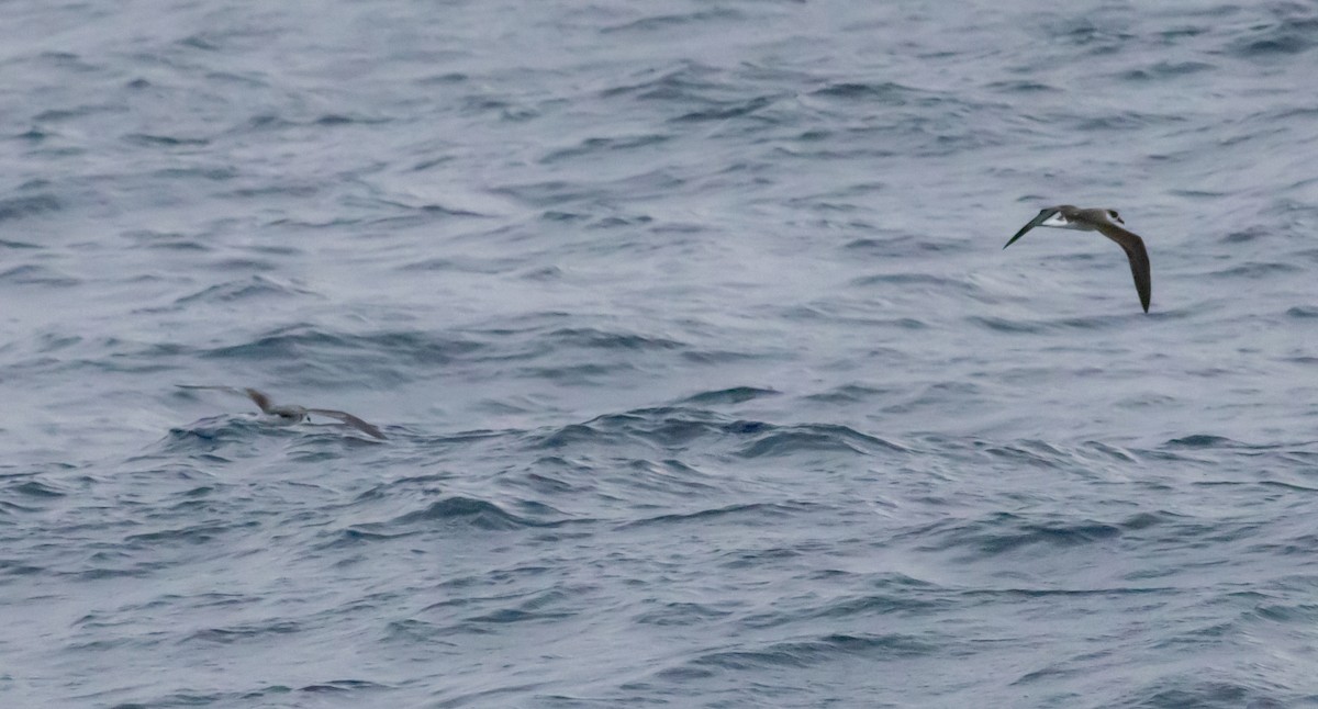 Black-capped Petrel (Dark-faced) - ML620412253